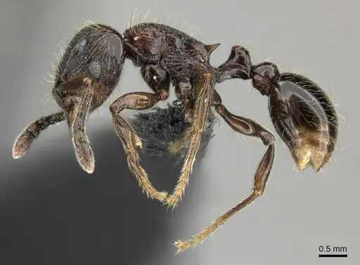 Tetramorium orc specimen CASENT0487093 image casent0487093_3