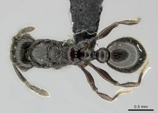 Tetramorium orc specimen CASENT0487185 image casent0487185_1