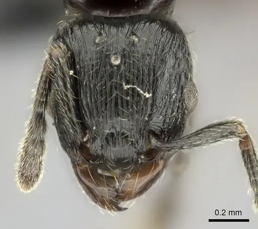 Tetramorium orc specimen CASENT0487185 image casent0487185_2