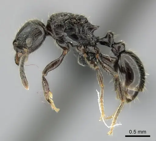Tetramorium orc specimen CASENT0487185 image casent0487185_3