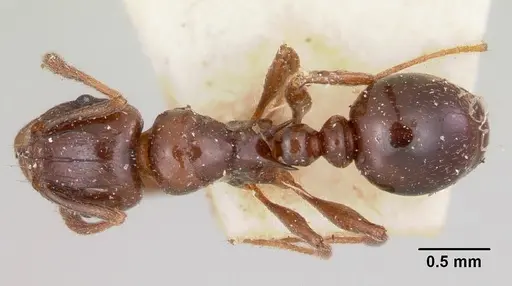 Tetramorium orientale specimen CASENT0101744 image casent0101744_1