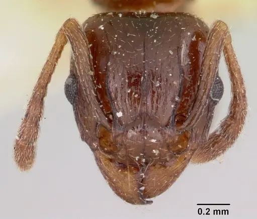 Tetramorium orientale specimen CASENT0101744 image casent0101744_2