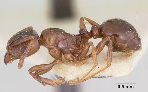 Tetramorium orientale specimen CASENT0101744 image casent0101744_3
