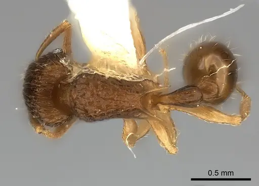 Tetramorium ornatum specimen CASENT0217973 image casent0217973_1