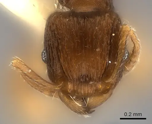 Tetramorium ornatum specimen CASENT0217973 image casent0217973_2