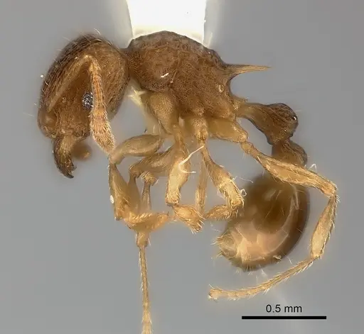 Tetramorium ornatum specimen CASENT0217973 image casent0217973_3