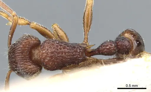 Tetramorium ornatum specimen CASENT0904855 image casent0904855_1