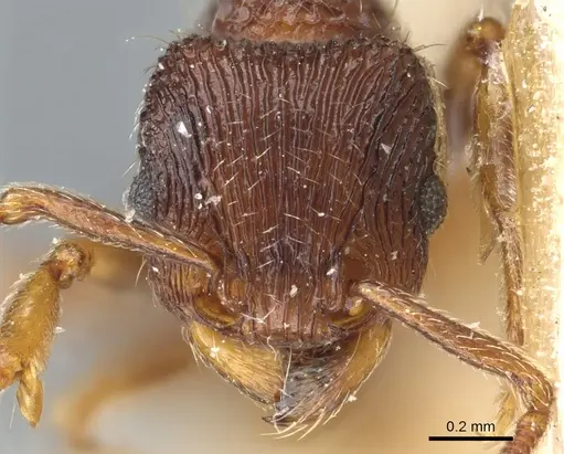Tetramorium ornatum specimen CASENT0904855 image casent0904855_2