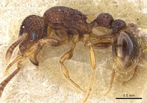 Tetramorium ornatum specimen CASENT0904855 image casent0904855_3