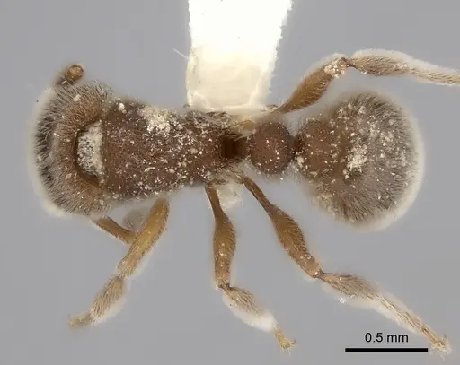 Tetramorium osiris specimen CASENT0226795 image casent0226795_1