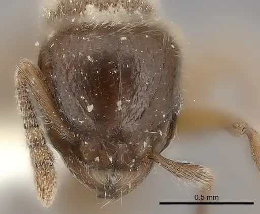 Tetramorium osiris specimen CASENT0226795 image casent0226795_2