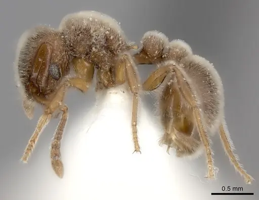 Tetramorium osiris specimen CASENT0226795 image casent0226795_3