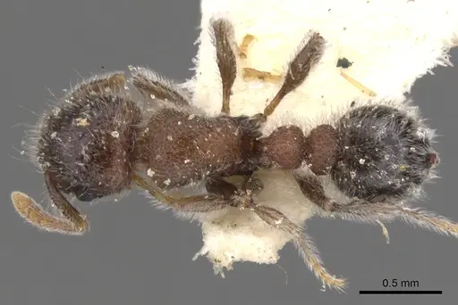 Tetramorium osiris specimen CASENT0901144 image casent0901144_1