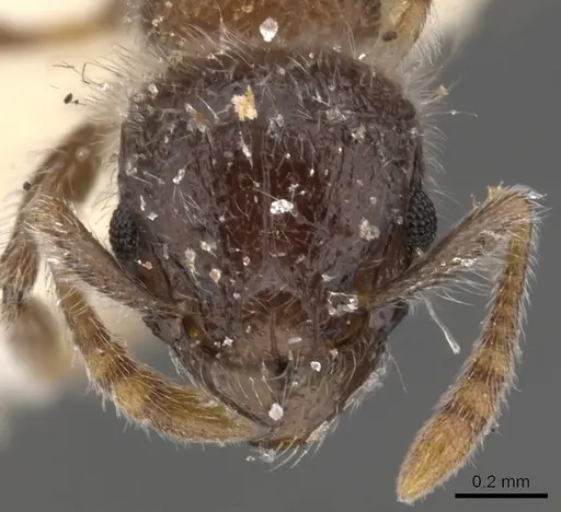 Tetramorium osiris specimen CASENT0901144 image casent0901144_2