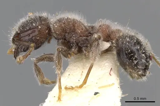 Tetramorium osiris specimen CASENT0901144 image casent0901144_3