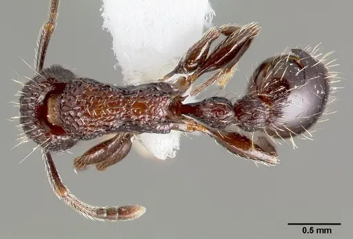 Tetramorium pacificum specimen CASENT0005829 image casent0005829_1