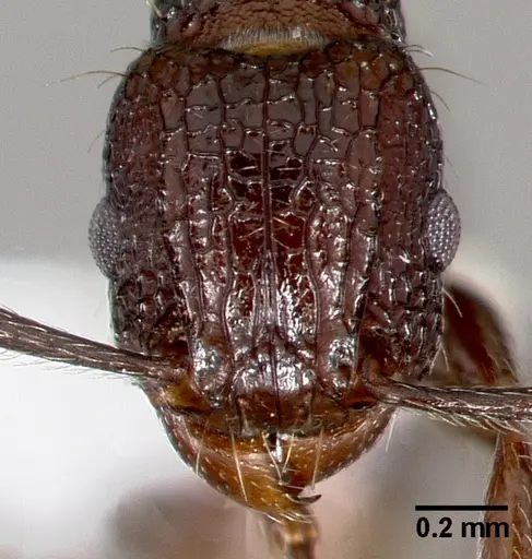 Tetramorium pacificum specimen CASENT0005829 image casent0005829_2