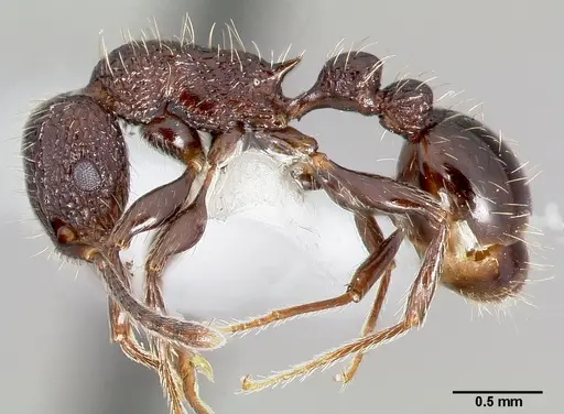 Tetramorium pacificum specimen CASENT0005829 image casent0005829_3