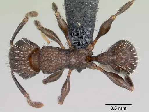 Tetramorium pacificum specimen CASENT0055878 image casent0055878_1