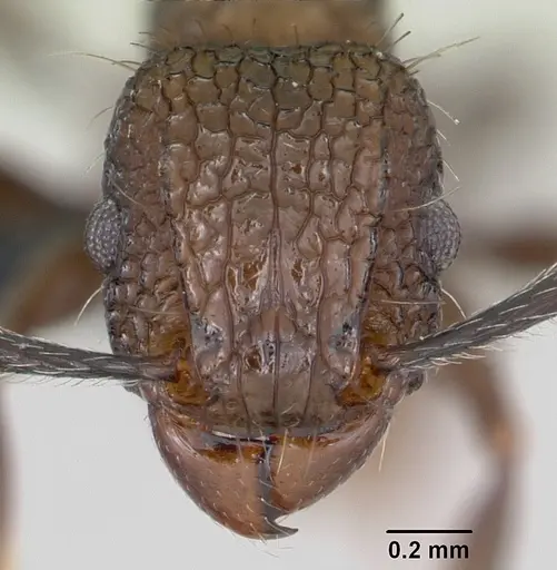 Tetramorium pacificum specimen CASENT0055878 image casent0055878_2