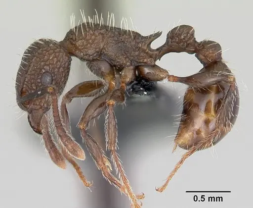Tetramorium pacificum specimen CASENT0055878 image casent0055878_3