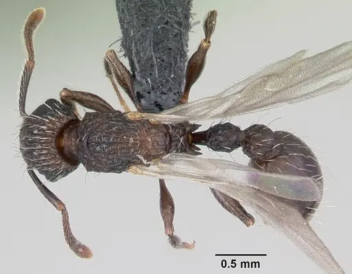 Tetramorium pacificum specimen CASENT0104991 image casent0104991_1
