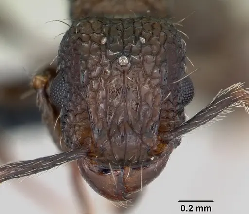 Tetramorium pacificum specimen CASENT0104991 image casent0104991_2