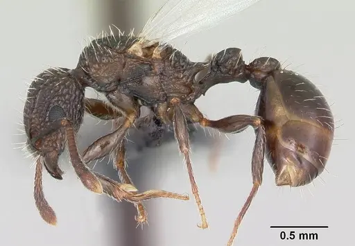 Tetramorium pacificum specimen CASENT0104991 image casent0104991_3