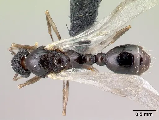 Tetramorium pacificum specimen CASENT0158910 image casent0158910_1
