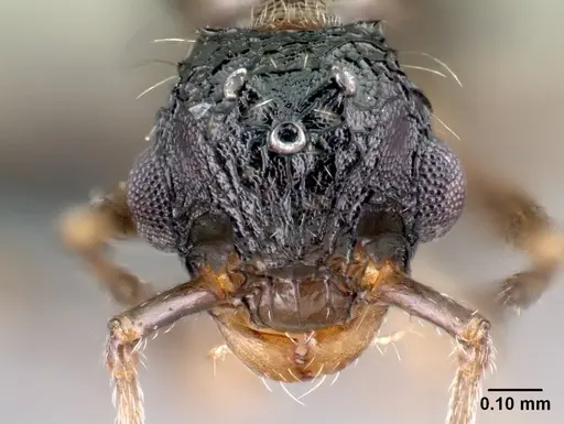 Tetramorium pacificum specimen CASENT0158910 image casent0158910_2