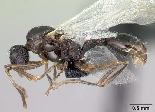 Tetramorium pacificum specimen CASENT0158910 image casent0158910_3