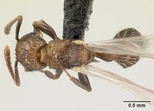Tetramorium pacificum specimen CASENT0158920 image casent0158920_1