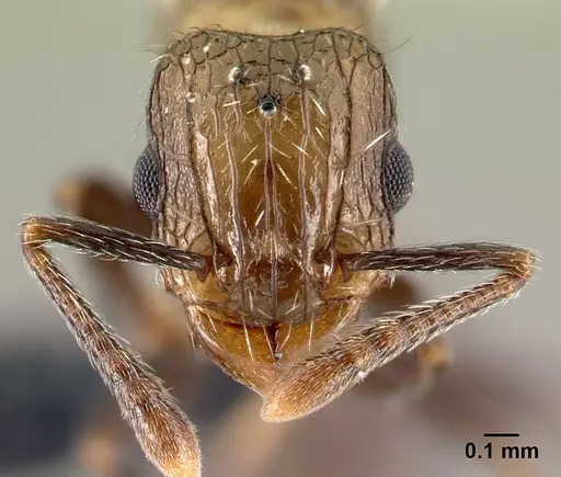 Tetramorium pacificum specimen CASENT0158920 image casent0158920_2