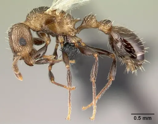 Tetramorium pacificum specimen CASENT0158920 image casent0158920_3
