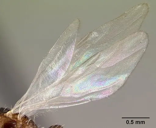 Tetramorium pacificum specimen CASENT0158920 image casent0158920_4