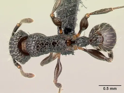 Tetramorium pacificum specimen CASENT0158921 image casent0158921_1