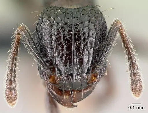 Tetramorium pacificum specimen CASENT0158921 image casent0158921_2