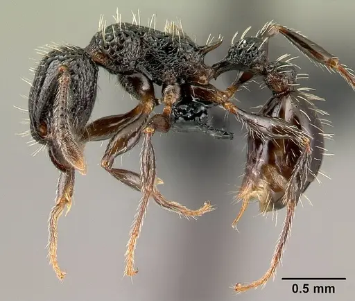 Tetramorium pacificum specimen CASENT0158921 image casent0158921_3