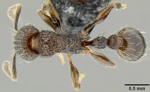 Tetramorium pacificum specimen CASENT0171075 image casent0171075_1