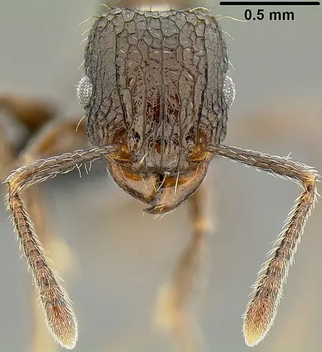 Tetramorium pacificum specimen CASENT0171075 image casent0171075_2