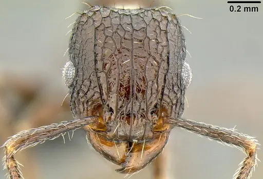 Tetramorium pacificum specimen CASENT0171075 image casent0171075_3