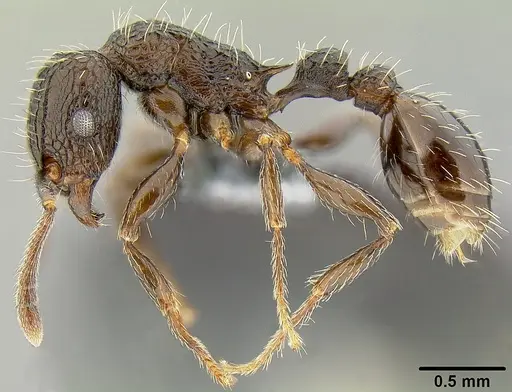 Tetramorium pacificum specimen CASENT0171075 image casent0171075_4