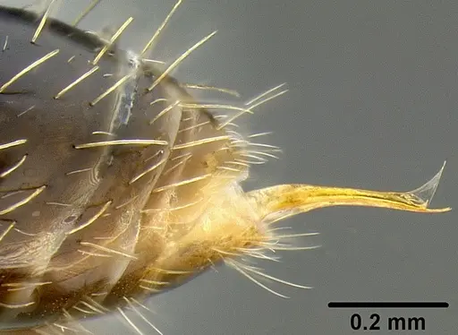 Tetramorium pacificum specimen CASENT0171075 image casent0171075_5