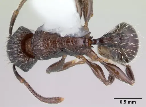 Tetramorium pacificum specimen CASENT0178428 image casent0178428_1