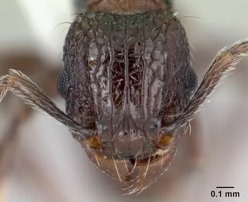 Tetramorium pacificum specimen CASENT0178428 image casent0178428_2
