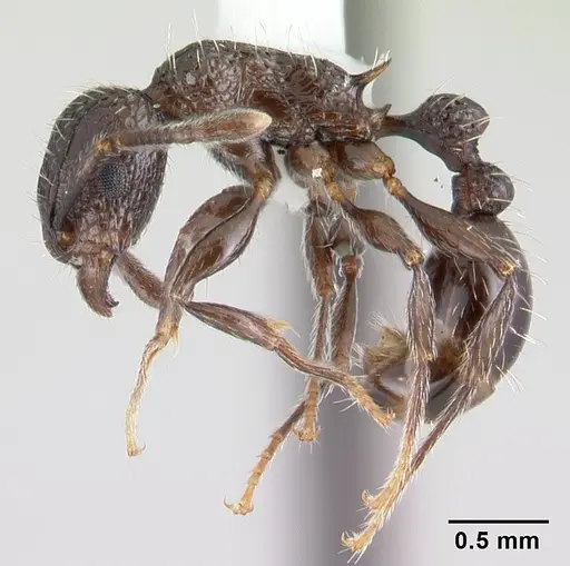 Tetramorium pacificum specimen CASENT0178428 image casent0178428_3