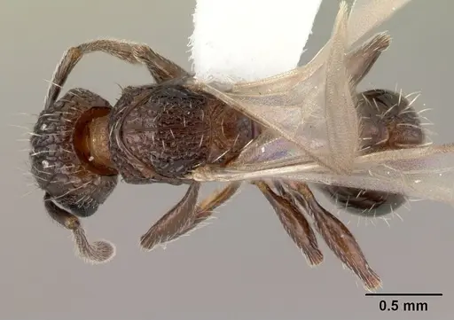 Tetramorium pacificum specimen CASENT0178429 image casent0178429_1