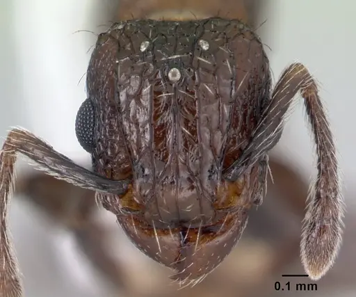 Tetramorium pacificum specimen CASENT0178429 image casent0178429_2