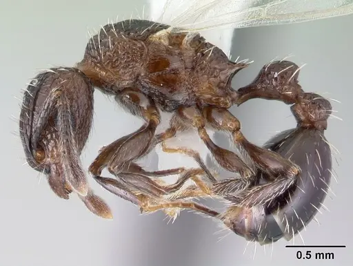Tetramorium pacificum specimen CASENT0178429 image casent0178429_3