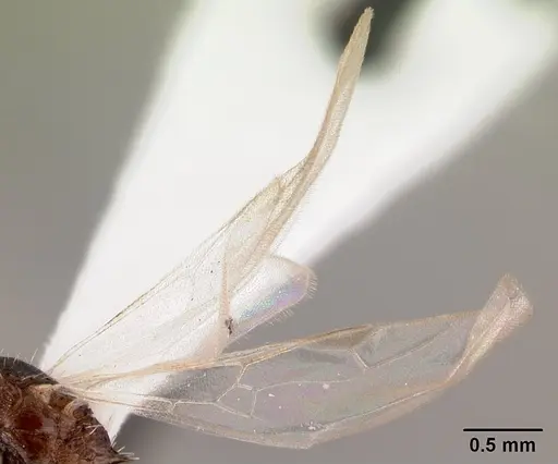 Tetramorium pacificum specimen CASENT0178429 image casent0178429_4